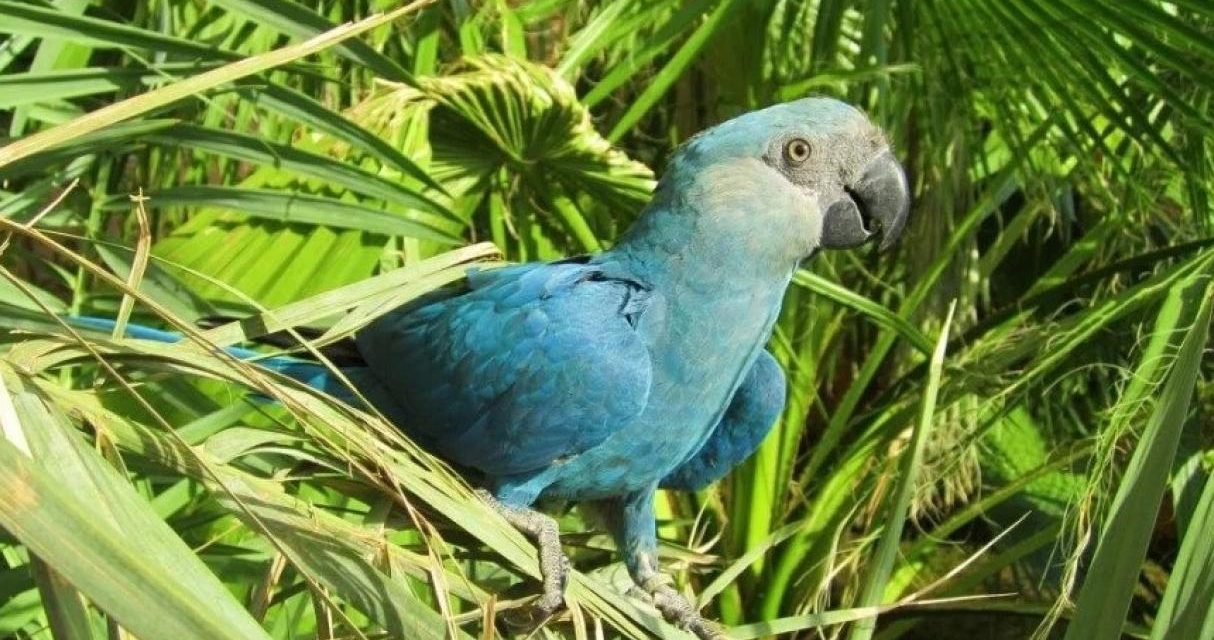 El ave azul que inspiró la película “Río” se extinguió de su hábitat natural