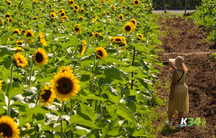 Sunflower Festival 2023 se extiende hasta el 25 de junio en Tierra Tropical