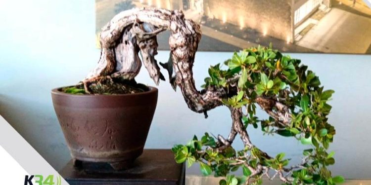 El Bonsái tuvo su gran parada en Monumento a Montesinos