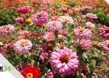 Junio celebra la primavera en Tierra Tropical con el Flowers Fest