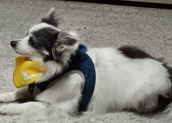 El Día Mundial del Perro encuentra a 7 de cada diez canes, abandonados en las calles