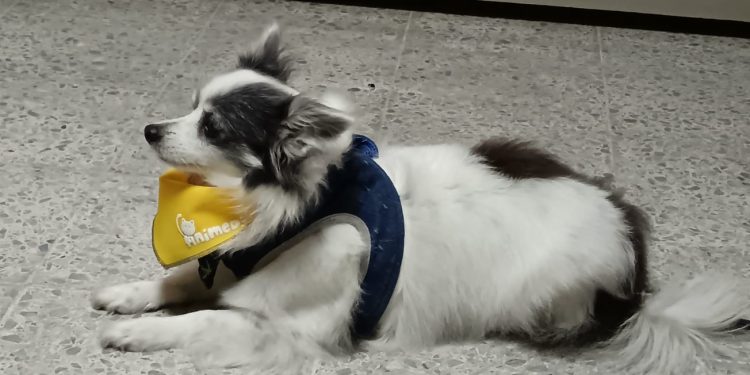 El Día Mundial del Perro encuentra a 7 de cada diez canes, abandonados en las calles