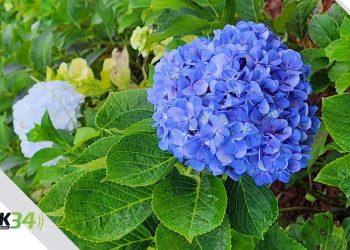 Descubre la Magia de las Hortensias en Rancho la Vereda