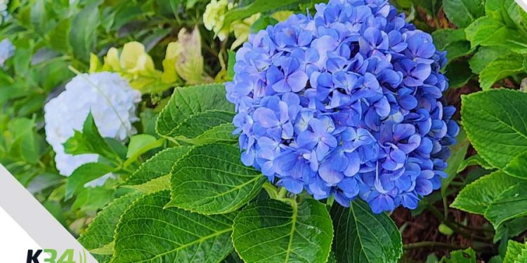 Descubre la Magia de las Hortensias en Rancho la Vereda