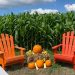 Más días para disfrutar del Pumpkin Patch en Tierra Tropical
