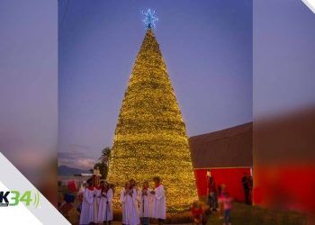 Los campos de pinos llegan a Tierra Tropical para celebrar el “Christmas Farm”