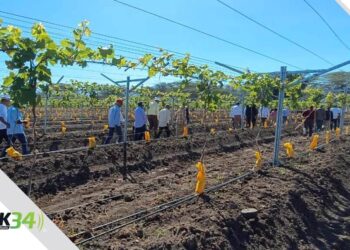 UFHEC impulsa innovación agrícola con plantación de uvas en San Juan