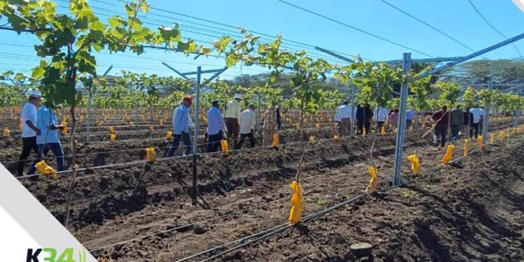 UFHEC impulsa innovación agrícola con plantación de uvas en San Juan