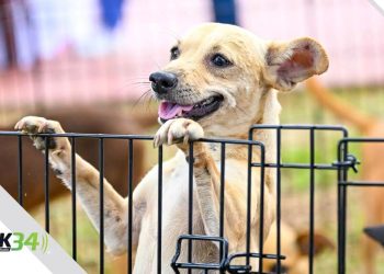 “Link” regresa a escena en el Mes de la Danza de la mano de la Compañía Nacional de Danza Contemporánea