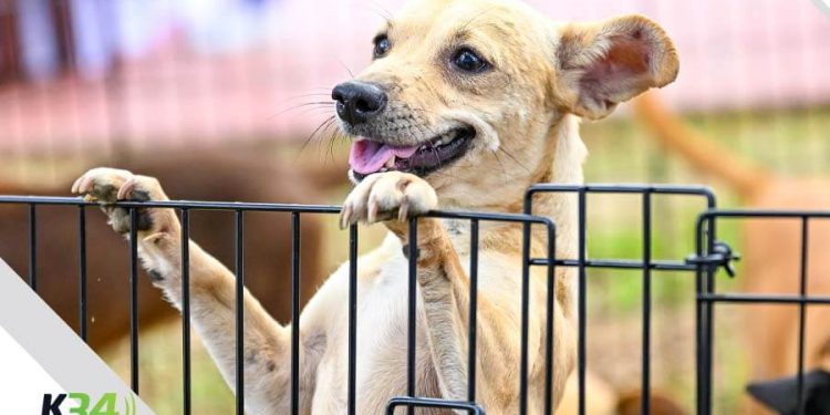 “Link” regresa a escena en el Mes de la Danza de la mano de la Compañía Nacional de Danza Contemporánea