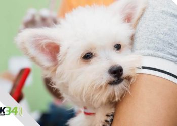 SODOMEDI presenta informe de gestión con importantes logros y proyección internacional