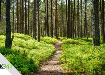 21 de marzo: Un llamado urgente a la acción por la salud de nuestros bosques