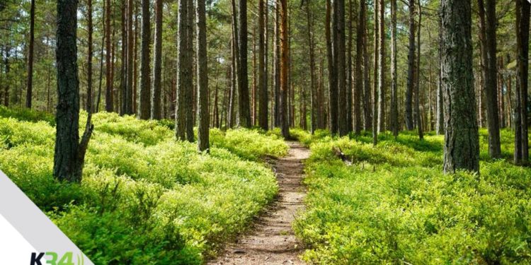 21 de marzo: Un llamado urgente a la acción por la salud de nuestros bosques