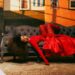 Malu Trevejo reinventa “La Vida Es Un Carnaval” y rinde homenaje a Celia Cruz
