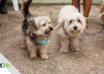 Alcaldía del Distrito Nacional supera los 4000 perros y gatos esterilizados en jornadas de bienestar animal