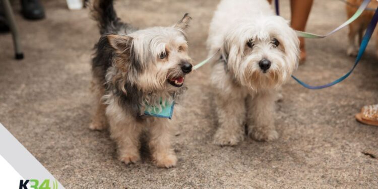 Alcaldía del Distrito Nacional supera los 4000 perros y gatos esterilizados en jornadas de bienestar animal