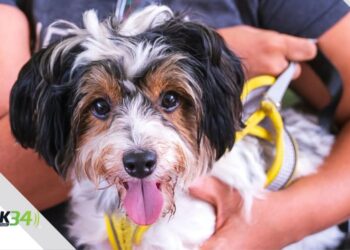 Alcaldía del DN esteriliza 102 animales y coloca 530 vacunas en jornada de este fin de semana