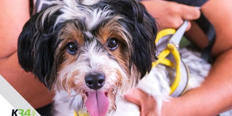 Alcaldía del DN esteriliza 102 animales y coloca 530 vacunas en jornada de este fin de semana
